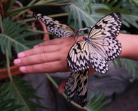 Полупрозрачные нежнейшие крылья Idea leuconoe впечатляют не только взрослых, но и детей.